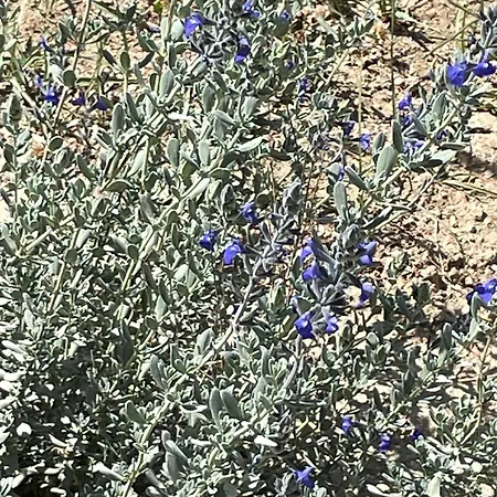 Terra Olivo 아파트