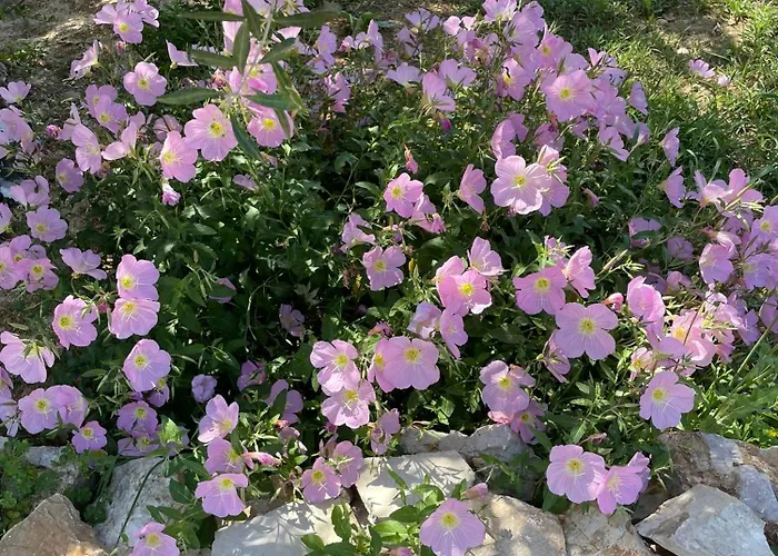 아파트 Terra Olivo Koróni