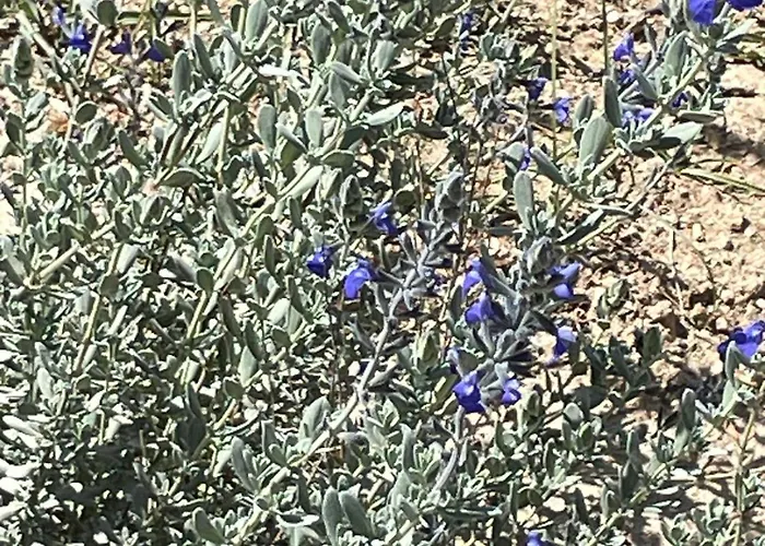 Terra Olivo 아파트