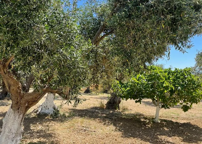 Terra Olivo 아파트 *