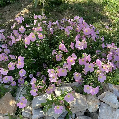Apartment Terra Olivo Koróni
