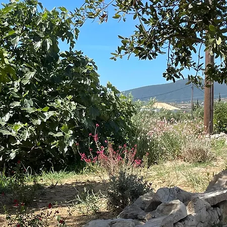 Apartment Terra Olivo