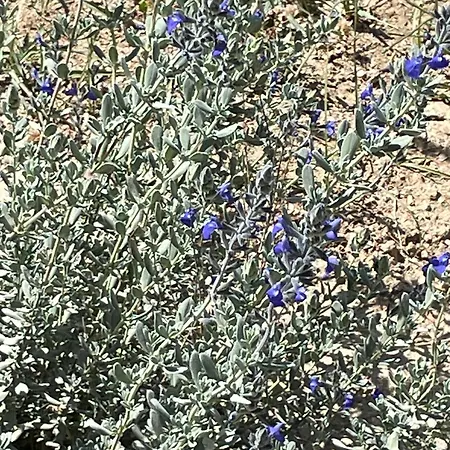 Terra Olivo Apartment