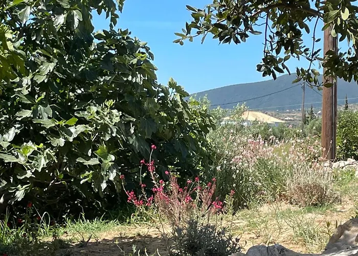 Apartamento Terra Olivo